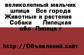 великолепный мальчик шпица - Все города Животные и растения » Собаки   . Липецкая обл.,Липецк г.